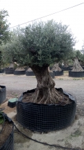 olea europea- olivenbaum alt gross_4